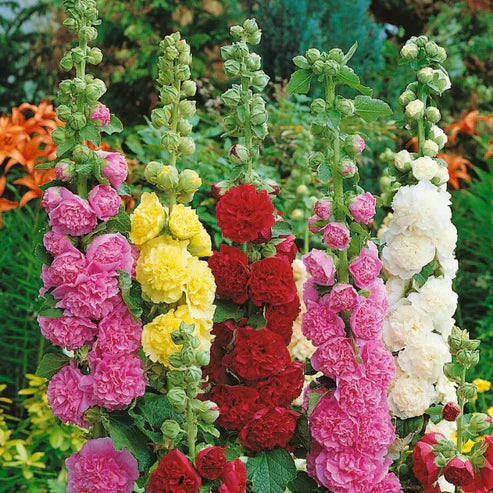 Premium Mixed Cornflower Seeds – Bachelor’s Button | Non-GMO Pack of 500