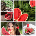Ruby Watermelon Seeds for Pots – Grow Fresh Mini Watermelons Easily | Pack of 500 Seeds