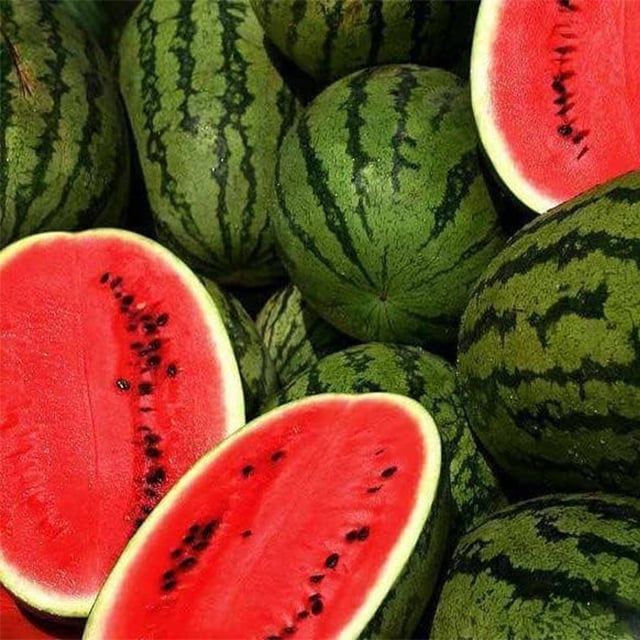 Ruby Watermelon Seeds for Pots – Grow Fresh Mini Watermelons Easily | Pack of 500 Seeds