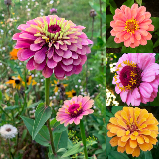Premium Mixed Cornflower Seeds – Bachelor’s Button | Non-GMO Pack of 500