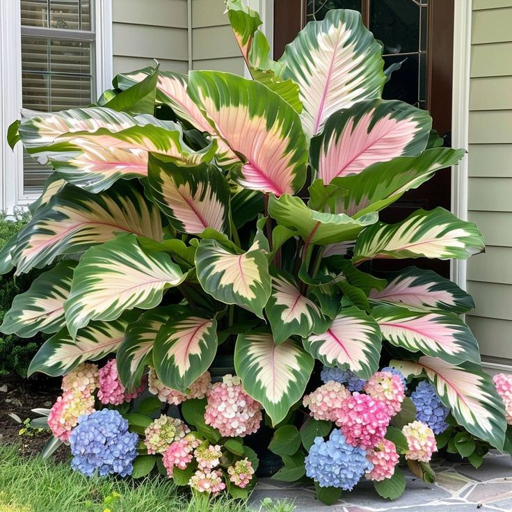 Giant Alocasia Seeds – Exotic Tropical Beauty for Home Gardens | Pack of 500 Seeds