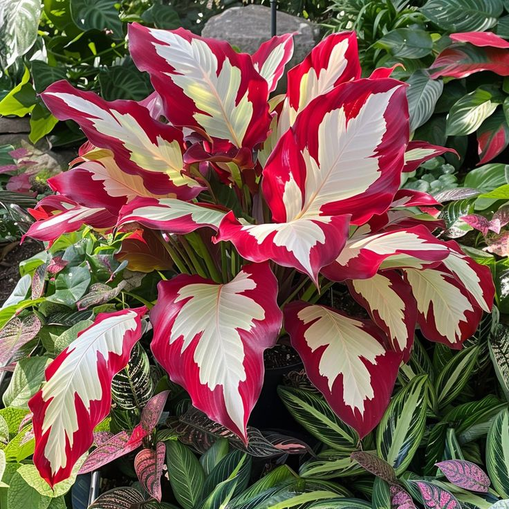 Giant Alocasia Seeds – Exotic Tropical Beauty for Home Gardens | Pack of 500 Seeds