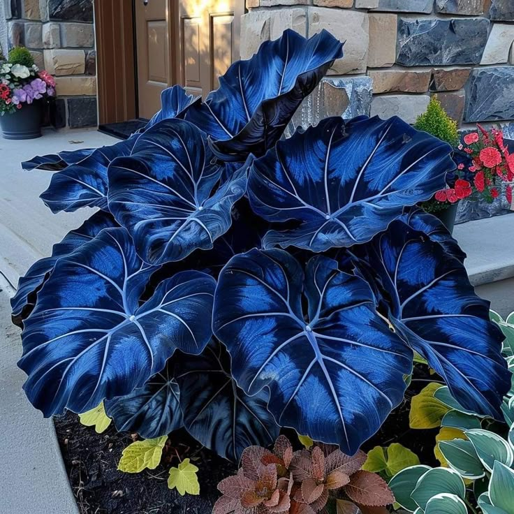 Giant Alocasia Seeds – Exotic Tropical Beauty for Home Gardens | Pack of 500 Seeds