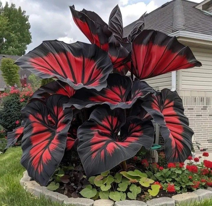 Giant Alocasia Seeds – Exotic Tropical Beauty for Home Gardens | Pack of 500 Seeds