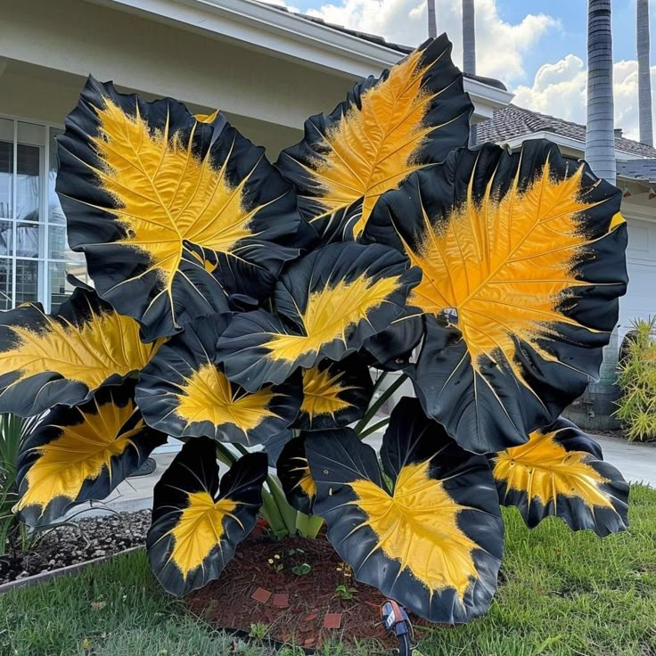 Giant Alocasia Seeds – Exotic Tropical Beauty for Home Gardens | Pack of 500 Seeds