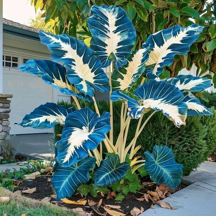 Giant Alocasia Seeds – Exotic Tropical Beauty for Home Gardens | Pack of 500 Seeds