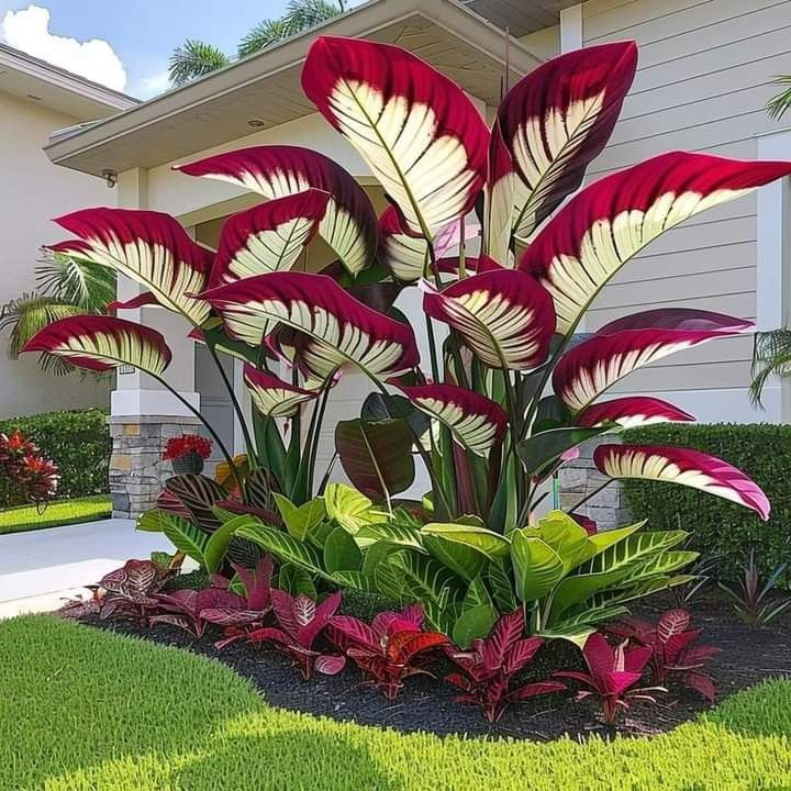 Giant Alocasia Seeds – Exotic Tropical Beauty for Home Gardens | Pack of 500 Seeds