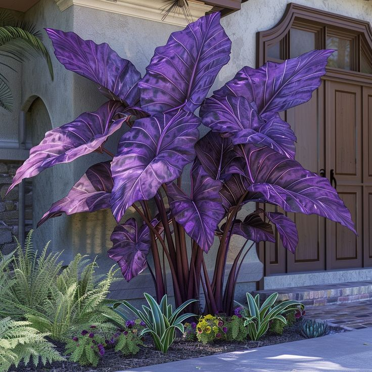 Giant Alocasia Seeds – Exotic Tropical Beauty for Home Gardens | Pack of 500 Seeds