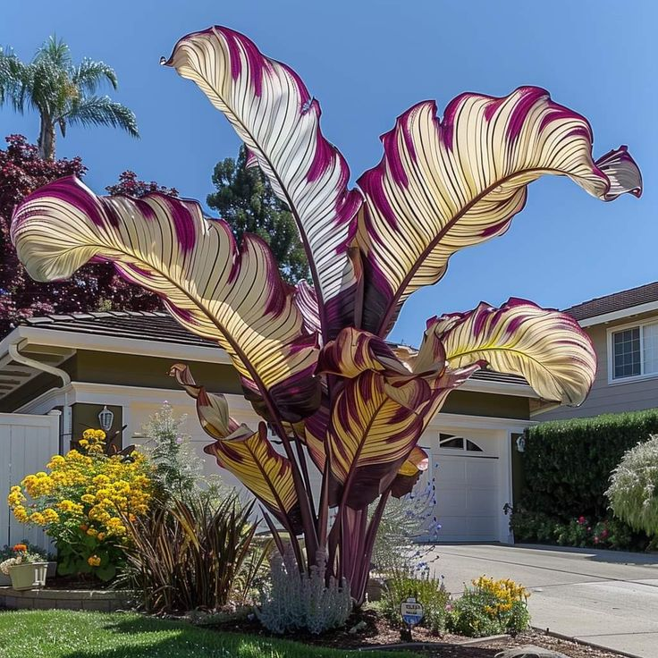 Giant Alocasia Seeds – Exotic Tropical Beauty for Home Gardens | Pack of 500 Seeds
