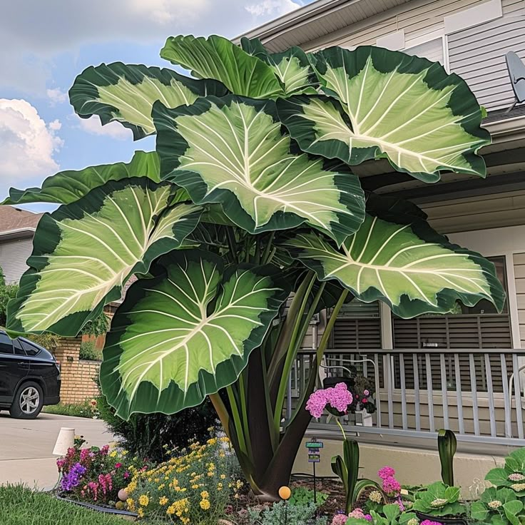 Giant Alocasia Seeds – Exotic Tropical Beauty for Home Gardens | Pack of 500 Seeds
