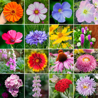 Premium Mixed Cornflower Seeds – Bachelor’s Button | Non-GMO Pack of 500