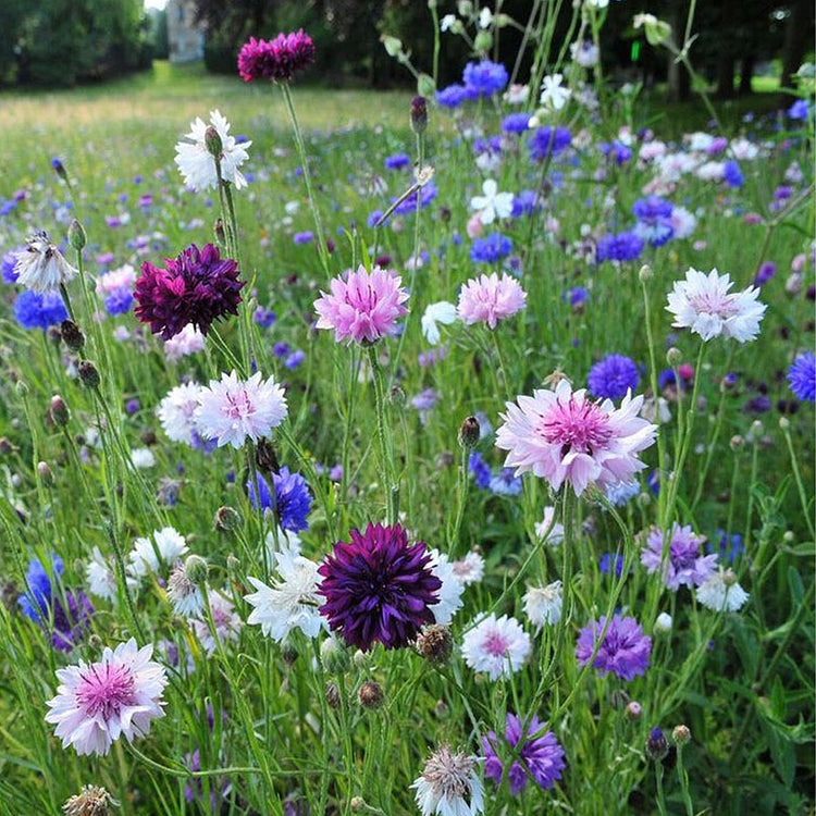 Premium Mixed Cornflower Seeds – Bachelor’s Button | Non-GMO Pack of 500