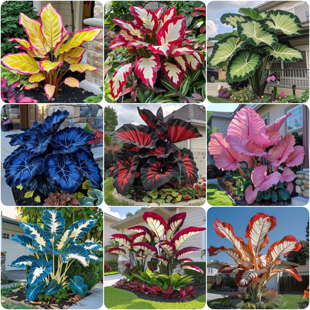 Giant Alocasia Seeds – Exotic Tropical Beauty for Home Gardens | Pack of 500 Seeds