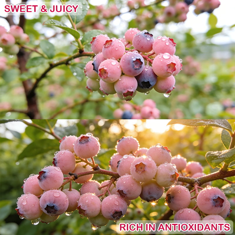 Premium Pink Blueberry Seeds (Pack of 500) – Sweet, Rare & Deliciously Unique