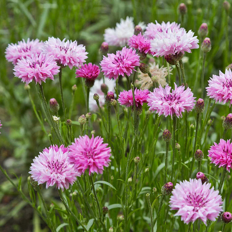 Perennial Mixed Cornflower Seeds - Pack of 500 Seeds
