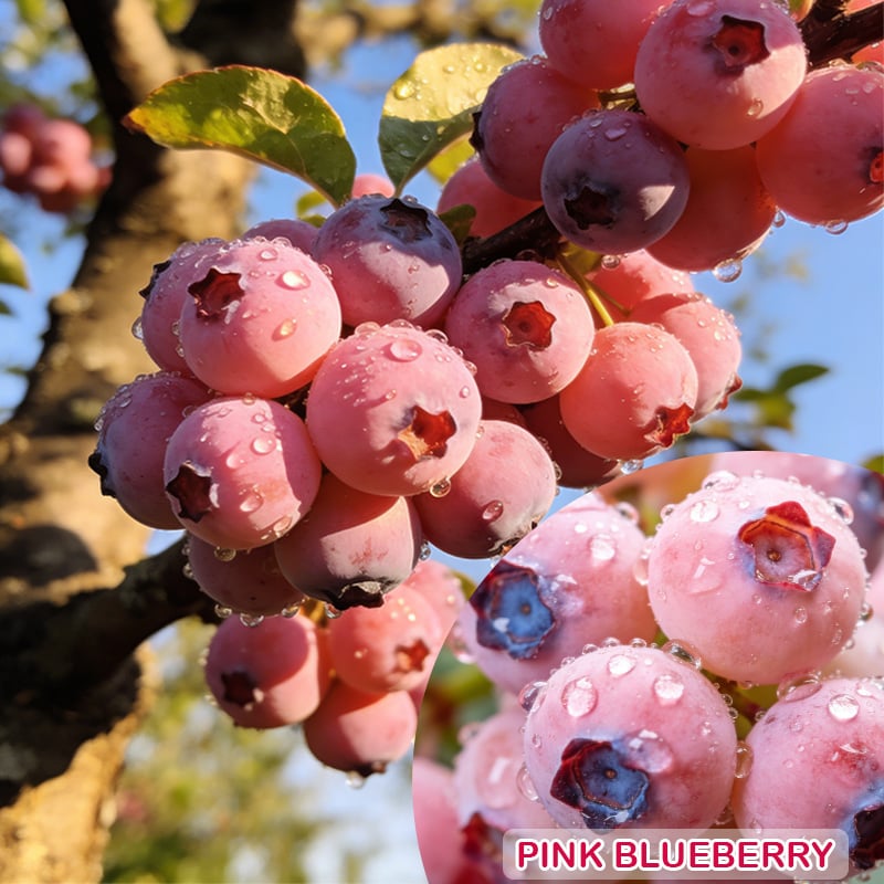 Premium Pink Blueberry Seeds (Pack of 500) – Sweet, Rare & Deliciously Unique