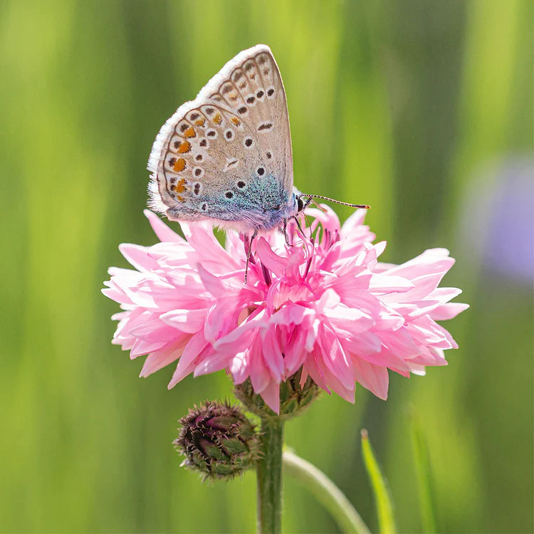 Perennial Mixed Cornflower Seeds - Pack of 500 Seeds