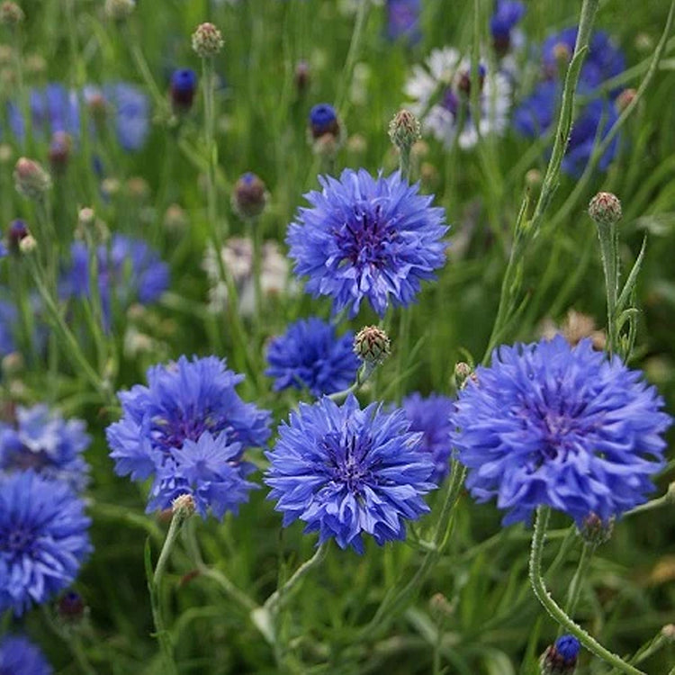 Premium Mixed Cornflower Seeds – Bachelor’s Button | Non-GMO Pack of 500