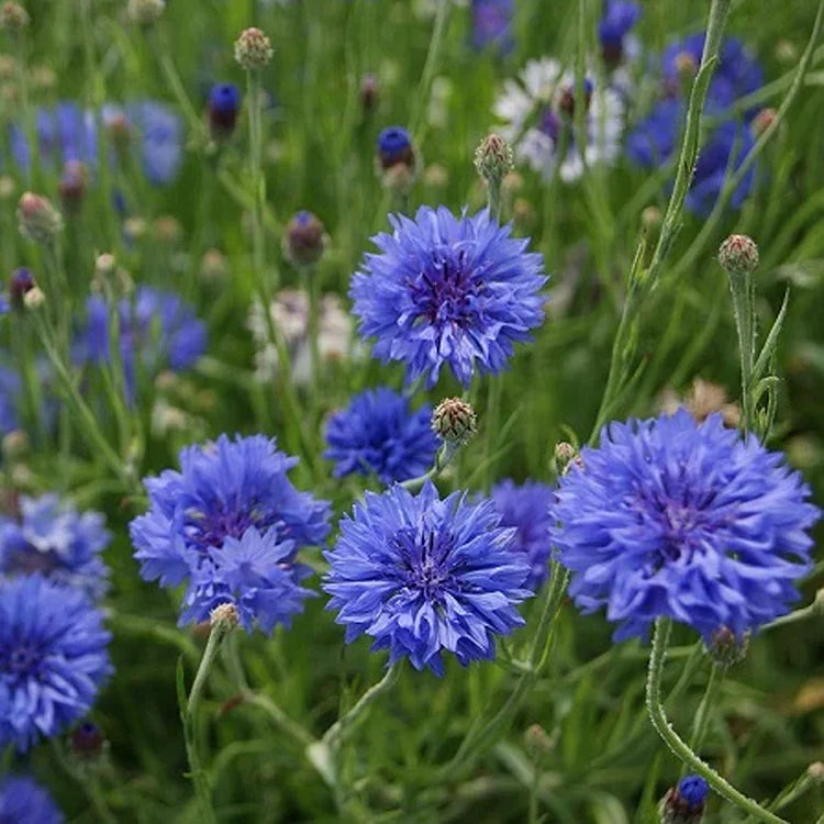 Perennial Mixed Cornflower Seeds - Pack of 500 Seeds