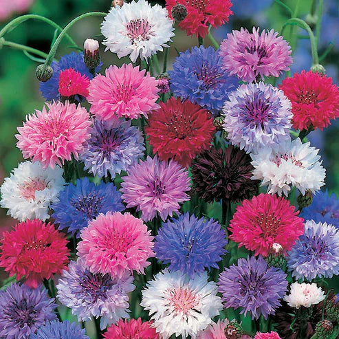 Premium Mixed Cornflower Seeds – Bachelor’s Button | Non-GMO Pack of 500