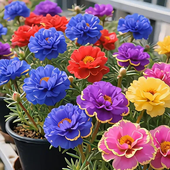 Premium Golden Lace Portulaca Seeds – Bright Double Blooms | Pack of 500