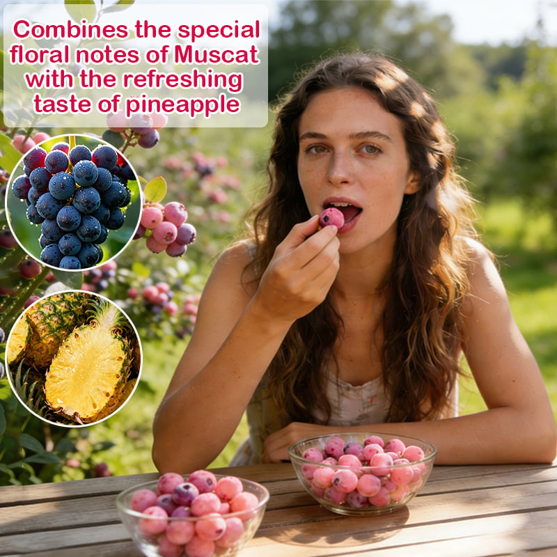 Premium Pink Blueberry Seeds (Pack of 500) – Sweet, Rare & Deliciously Unique