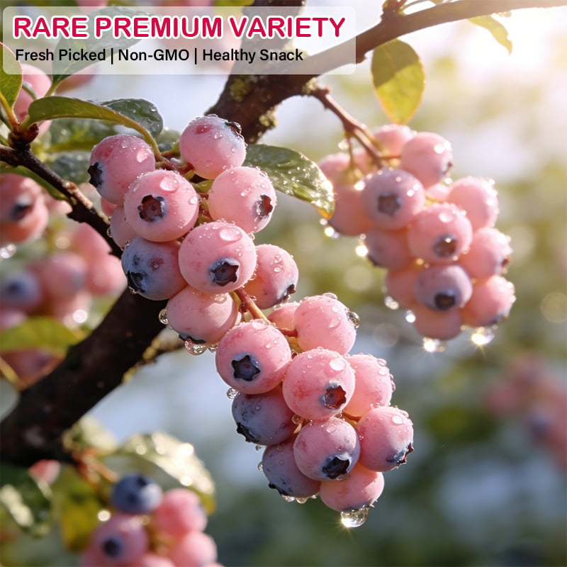 Premium Pink Blueberry Seeds (Pack of 500) – Sweet, Rare & Deliciously Unique