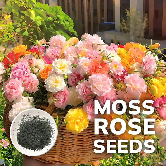 Premium Golden Lace Portulaca Seeds – Bright Double Blooms | Pack of 500