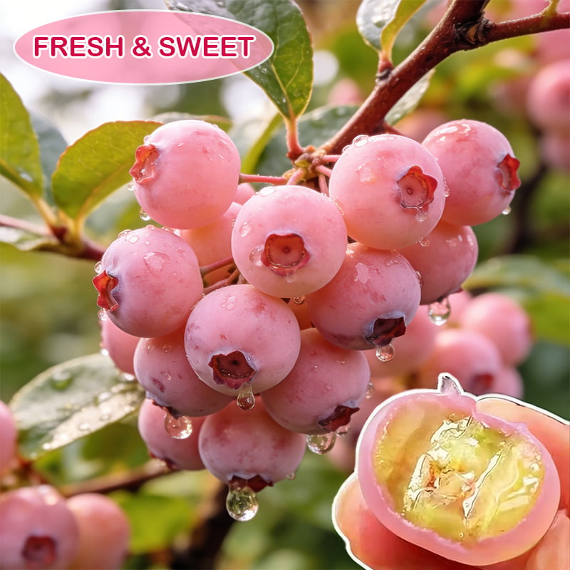 Premium Pink Blueberry Seeds (Pack of 500) – Sweet, Rare & Deliciously Unique