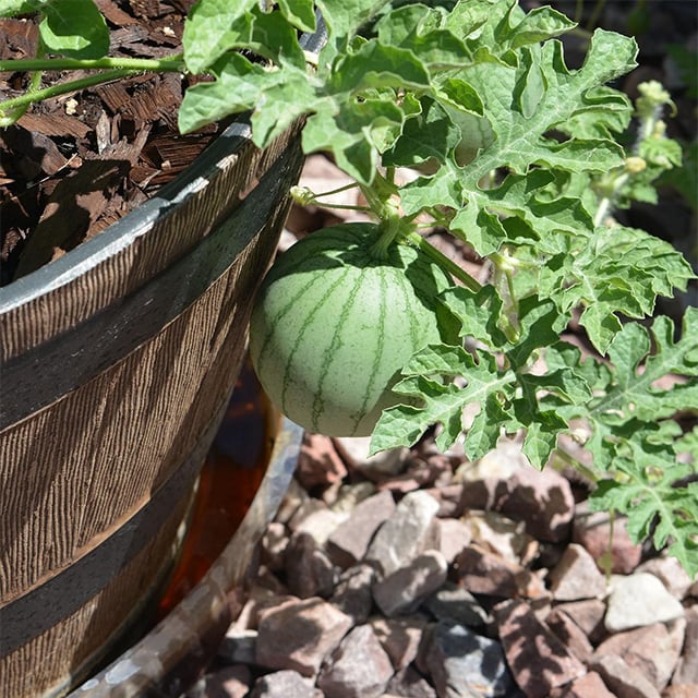 Ruby Watermelon Seeds for Pots – Grow Fresh Mini Watermelons Easily | Pack of 500 Seeds
