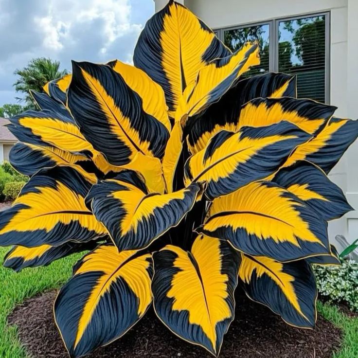Giant Alocasia Seeds – Exotic Tropical Beauty for Home Gardens | Pack of 500 Seeds