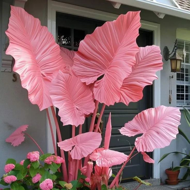 Giant Alocasia Seeds – Exotic Tropical Beauty for Home Gardens | Pack of 500 Seeds
